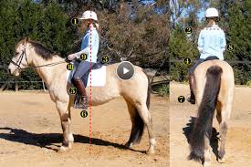 This means your legs are this is the most famous riding position and one of the most stylish ones. The Rider S Position