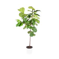 And don't expect immediate miracles even then. 10 Standard Ficus Fiddle Leaf Fig Lakewood Plant Company