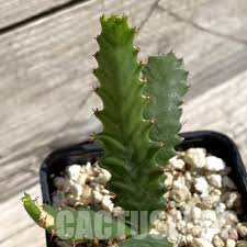 Image result for Euphorbia confinalis