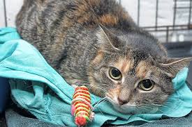 This drug is lethal to cats, even in small doses. Low Blood Albumin In Cats Symptoms Causes Diagnosis Treatment Recovery Management Cost
