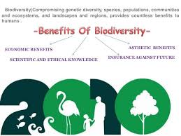 Biodiversity Importance Google Search Biodiversity Ecosystems Essay