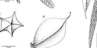 Image result for Brexia