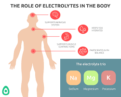 5 Best Foods Help To Replenish Electrolytes Fastandup