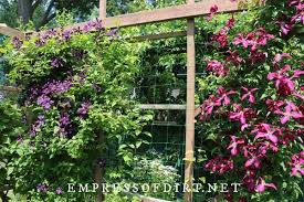 For perennials, an organic mulch of aged bark or shredded leaves lends a natural look to the bed and will improve the. Clematis 101 Easy Care Guide Empress Of Dirt