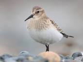 Baird's Sandpiper Identification, All About Birds, Cornell Lab of ...
