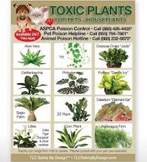 Tlc Safety By Design Toxic House Plants Poison For Pets Dogs Cats Emergency Ice Home Alone Refrigerator Magnet Size 4 2 Cat Plants Toxic Plants For Cats Plants