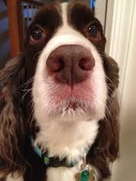 Our organization helps find good homes for preloved english springer spaniel and english springer spaniel mix dogs and puppies in all areas of the usa and canada, including, but not limited to: Rescue Them Flowy Tank Springer Spaniel Puppies Springer Spaniel Spaniel