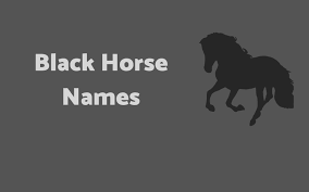 There are different names for your male horse in the dictionary that people love to use. 400 Black Horse Names Male Female Name Ideas Equine Desire
