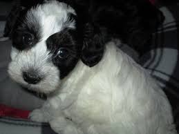Maybe you would like to learn more about one of these? Pooton Puppy Breeder Pooton Puppies For Sale Petite Joie Puppies