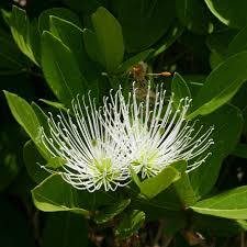 Image result for Ritchiea