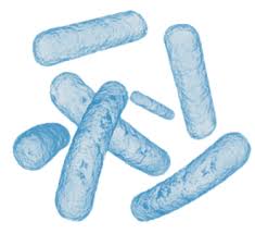 Image result for Legionella