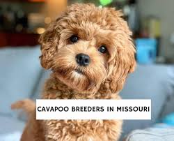 We love our cavapoo puppy from weaver farms! 4 Best Cavapoo Breeders In Missouri 2021 We Love Doodles