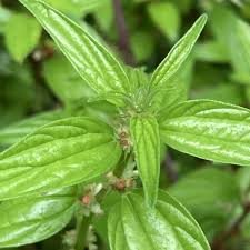 Image result for Pouzolzia parasitica