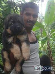 We would like to show you a description here but the site won't allow us. Gsd Puppies For Sale Palakkad Free Classifieds