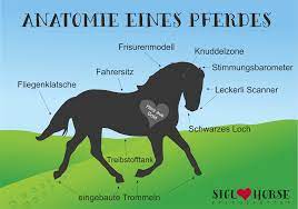 anatomie eines pferdes pferd pferdehumor pferde zitate zitate fur reiter pferd humor