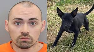 Houston animal cruelty: Daniel Schaeffer pleaded guilty to June 2022  killing of neighbor's 4-month-old Labrador in Third Ward
