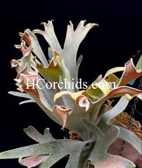 Image result for Exochaenium platypterum