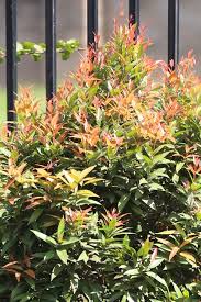 Image result for Syzygium owariense