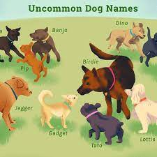 76 Uncommon Dog Names
