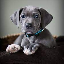 If I Am Ever Able To Get A Big Dog This Is The One I Want Blue Great Dane They Are Beautiful Dane Puppies Great Dane Puppy Dane Dog