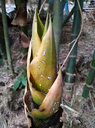 Image result for Bambusa balcooa