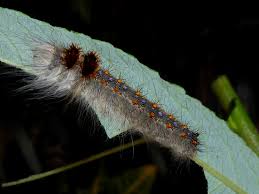 Image result for Streblochaete