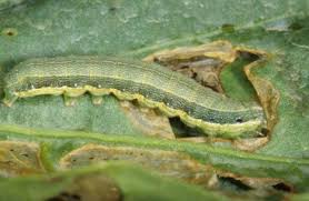 Pest control northwest provides pest control, extermination, exclusion, repairs and cleanup for families. Lepidopterous Pests Biology Ecology And Management Sciencedirect