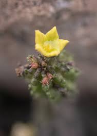 Image result for Selaginella imbricata