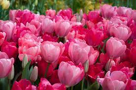 Tulip Bulbs Smooch Tulip Bulbs Tulips Tulips Flowers