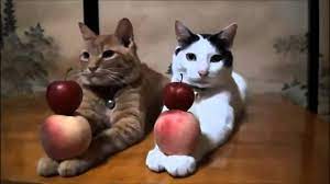 Lustige Katzen Videos Zusammenstellung Versuchen, Nicht zu Lachen | Neue  und Beste Komisch . - YouTube