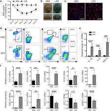 You just need to fix the mistakes in the picture. Nk Cells Promote Neutrophil Recruitment In The Brain During Sepsis Induced Neuroinflammation Scientific Reports