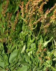 Image result for Rumex ruwenzoriensis