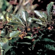 Image result for Terminalia sambesiaca
