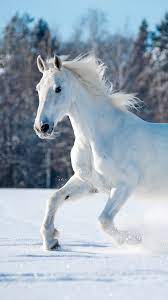 We hope you enjoy our growing collection of hd images to use as a background or home screen for your smartphone or computer. Horse Wallpapers Iphone Mobile Phone Hd Great Love Art