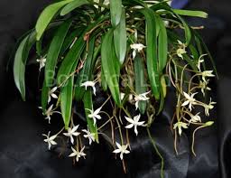 Image result for Aerangis collum-cygni