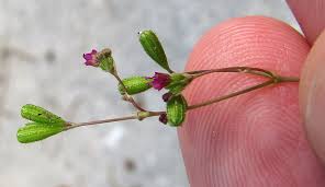 Image result for Boerhavia coccinea