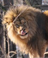 5 Simple Tips To Tame Frizzy Hair Fiction Writing Bjj Memes Guys Be Like