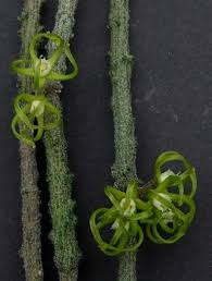 Image result for Cynanchum mulanjense