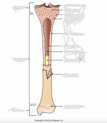 A labeled diagram of a long bone. Label Skeletal Long Bone Diagram Quizlet