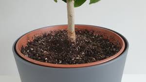 Apr 13, 2021 · yellow lemon tree foliage can indicate a number of correctable problems, but if you're attentive, the lemonade should soon be flowing again. Why Is My Lemon Tree Not Growing 7 Solutions Smart Garden Guide