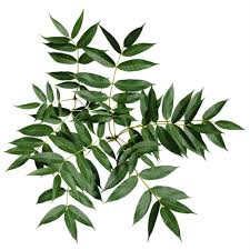 Image result for Oleaceae