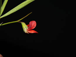 Image result for Lathyrus sphaericus