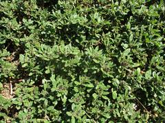 Image result for Decorsea schlechteri