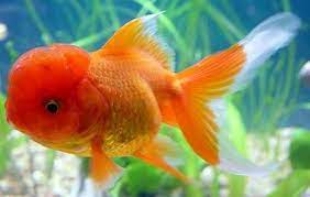 Oranda Rojo Oranda Goldfish Goldfish Salt Water Fish