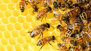 „weniger wildbienen, bedeuten weniger obsternten, weniger blütenpflanzen, weniger singvögel und damit weniger vielfalt. Am 20 Mai Ist Weltbienentag Kindersache