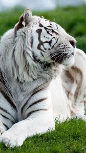 Download Wallpaper 1080x1920 Tiger Albino Grass Lie Predator Big Cat Sony Xperia Z1 Zl Z Samsung Galaxy S4 Ht Tiger Pictures Gorgeous Cats White Tiger