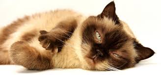 He has a playful cat side, but he won't show it to nano and hakase. 400 Anime Cat Names From Pokemon To Sailor Moon