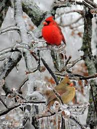 Iced Cardinals Kus Kus Resimleri Ve Hayvan