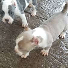 Maybe you would like to learn more about one of these? Puppies For Sale In Nc Raleigh
