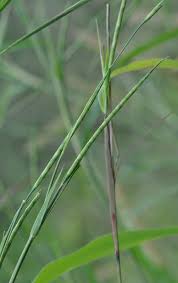 Image result for Rottboellia